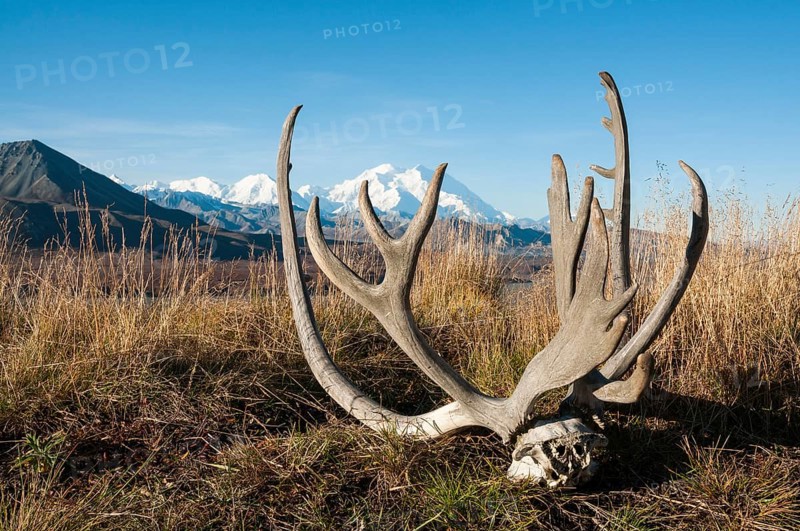 Reindeer antlers in front of Mount McKinley