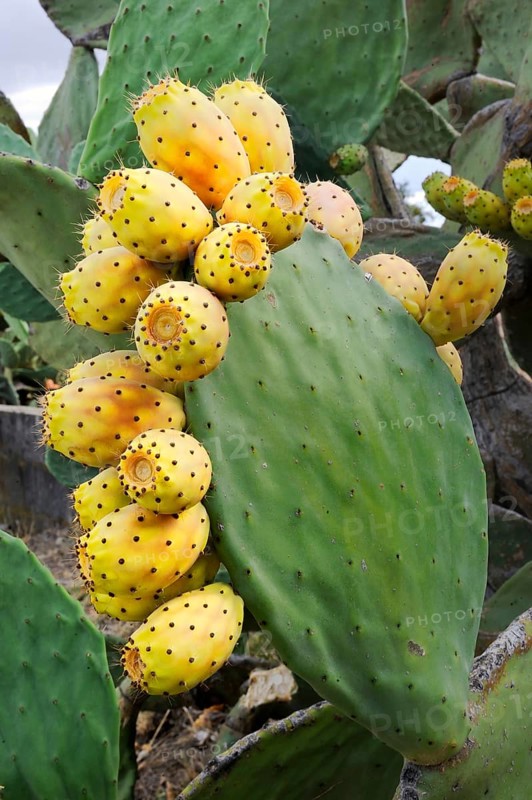 Fruits of the Prickly Pear or Indian Fig Opuntia (Opuntia ficus-indica)