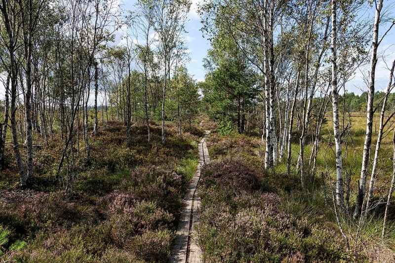 Moorland landscape with birches