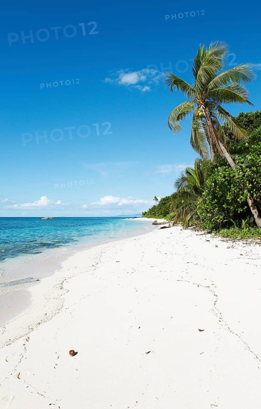 Beach with palm trees