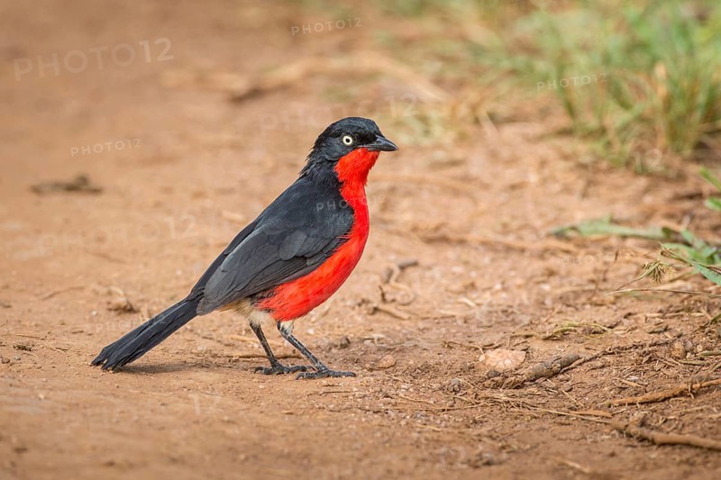 Black-headed Gonolek (Laniarius erythrogaster)