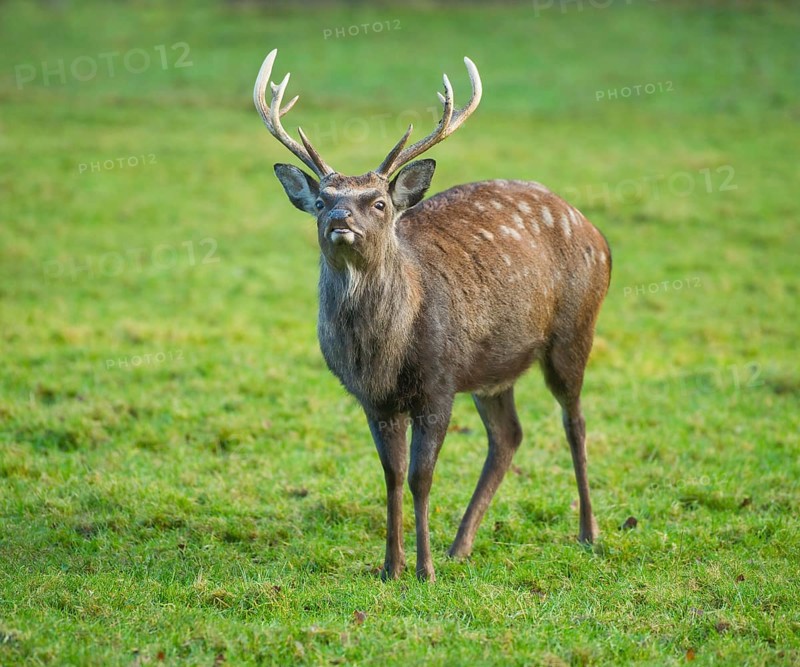 Sika Deer (Cervus nippon)