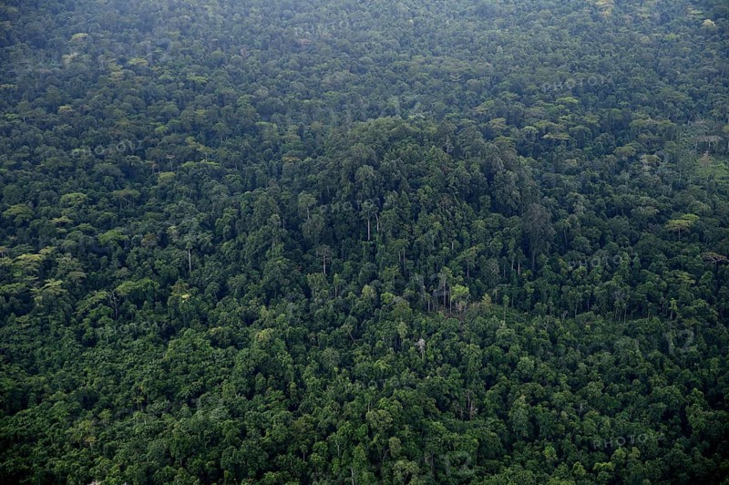 Tropical Rainforest