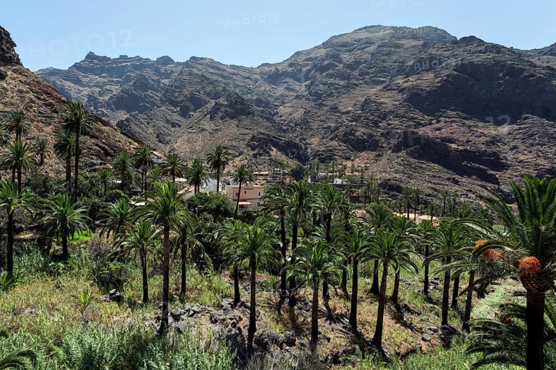Palm Grove in El Guro