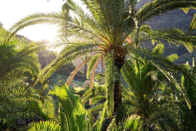Canary Island Date Palm (Phoenix canariensis)