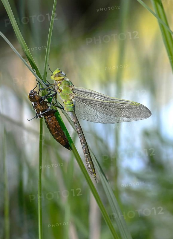 Newly hatched Emperor dragonfly (Anax imperator)