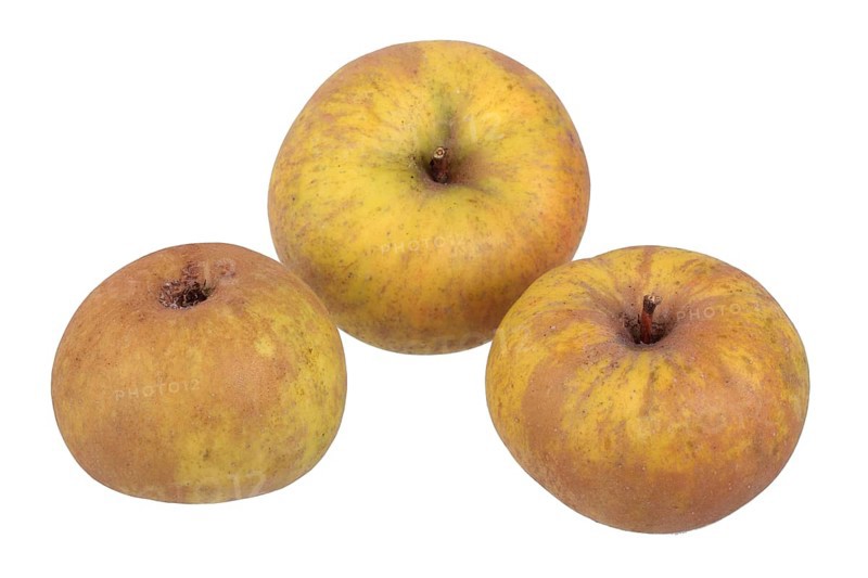 Apple variety Coulon's Reinette