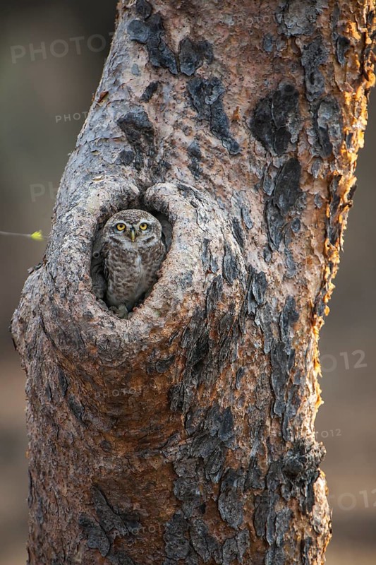 Spotted Owlet (Athene brama) in tree hollow