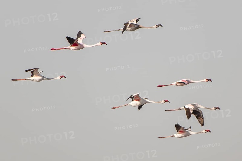 American Flamingo (Phoenicopterus ruber) colony in flight