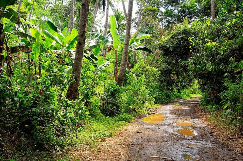 Dirt road after rain
