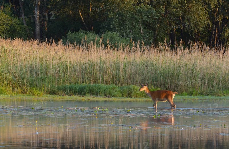 Red deer cow (Cervus elaphus)
