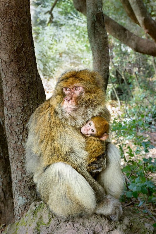 Barbary Macaque (Macaca sylvanus) with young