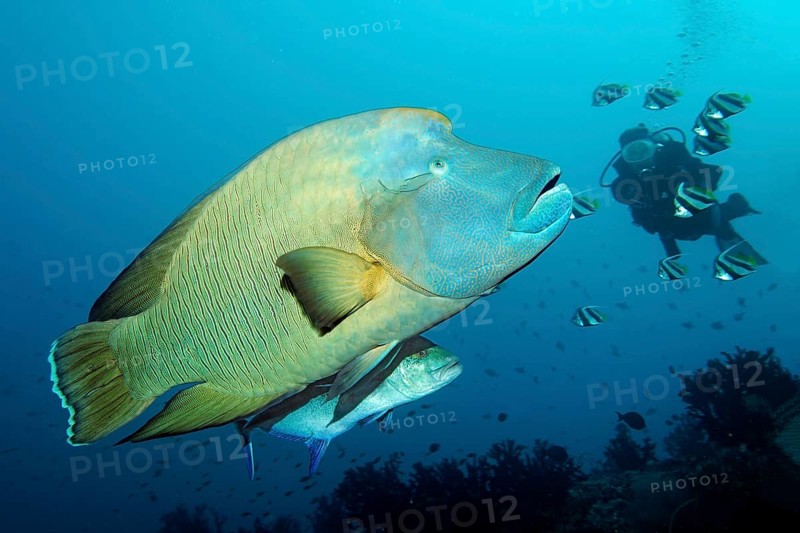 Diver watching Humphead wrasse (Cheilinus undulatus) and Bluefin trevally (Caranx melampygus)