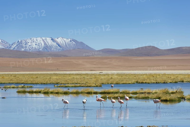 Chilean Flamingos (Phoenicopterus chilensis) at a lake in the highlands