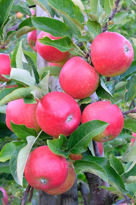 Red apples