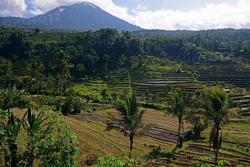 The famous rice terraces of Jatiluwih