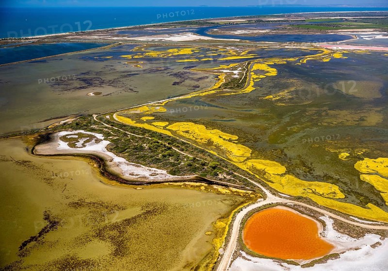 Salt patterns on the surface of salt marshes