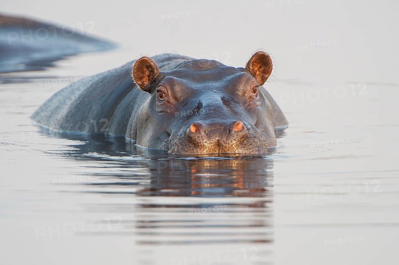 Hippopotamus (Hippopotamus amphibius)