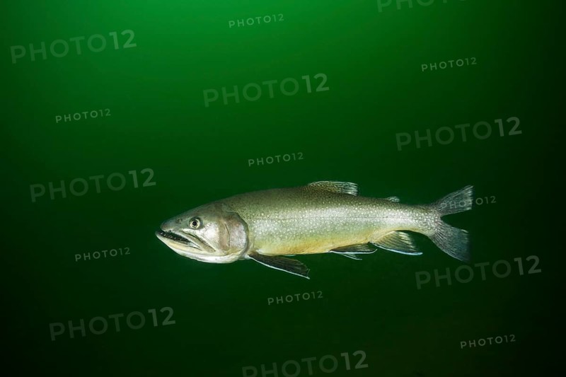 Brook trout (Salvelinus fontinalis)