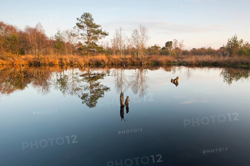 Bog pond in the evening
