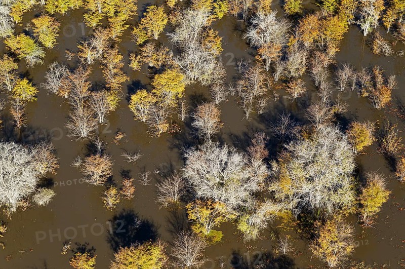 Dying Mopane trees (Colophospermum mopane) in a freshwater marsh
