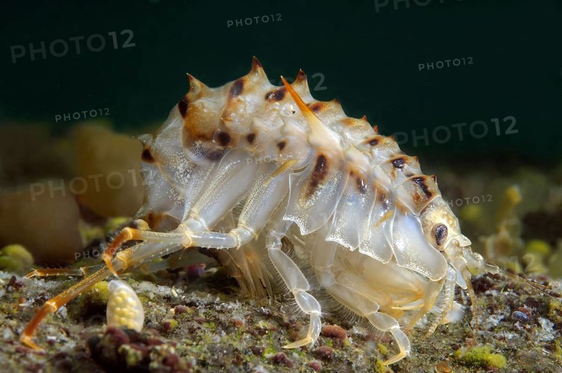 Acanthogammarus (Acanthogammarus lappaceus)