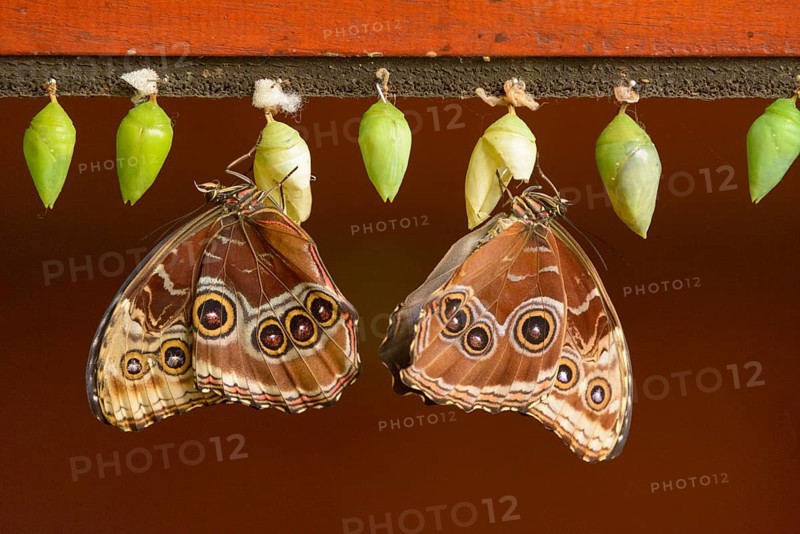 Helenor Morpho (Morpho helenor)