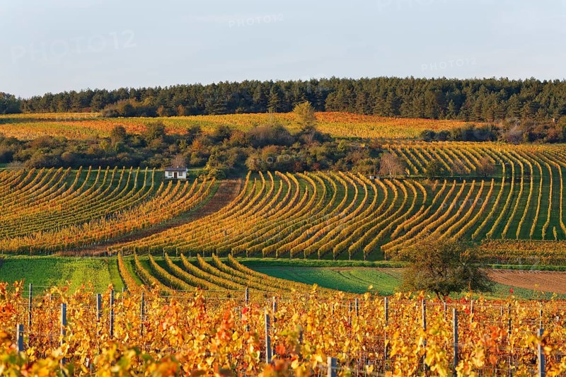 Autumnal vineyards