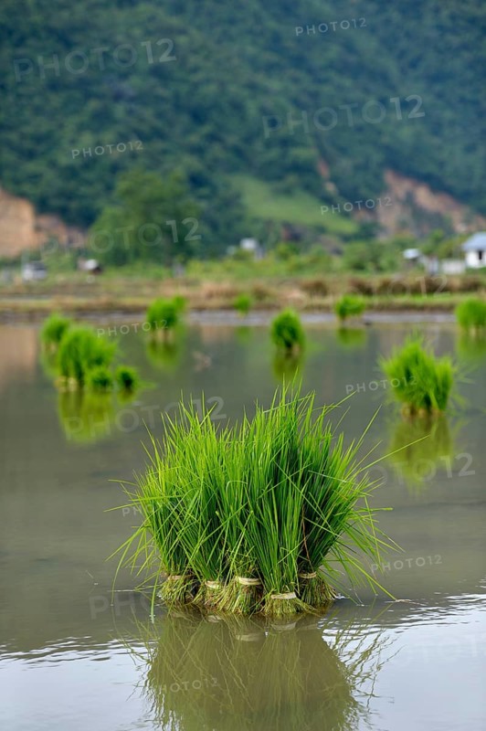 Rice seedlings in a flooded rice paddy