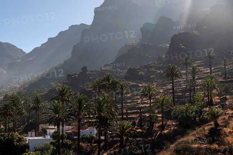 Canary Island Date Palms (Phoenix canariensis)