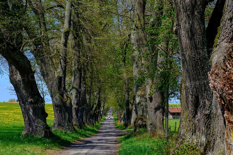 Kurfurstenallee