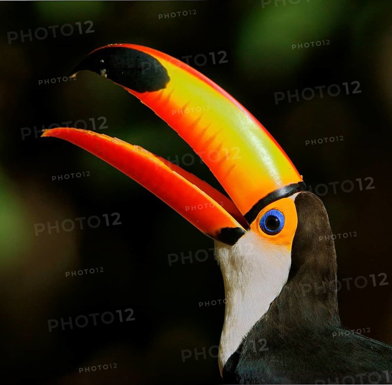 Toco toucan (Ramphastos toco)