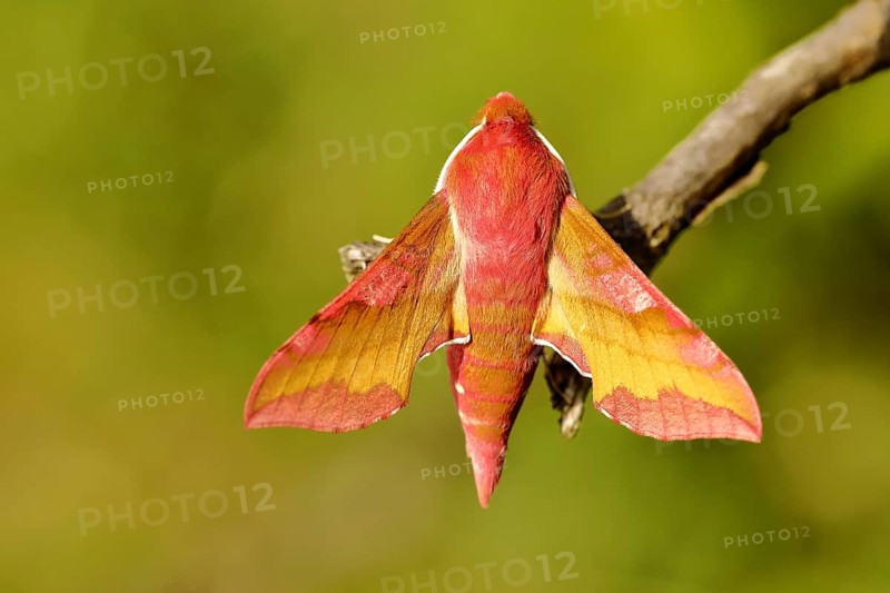 Small elephant hawk-moth (Deilephila porcellus) sitting on a branch