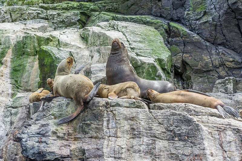 South American sea lions (Otaria flavescens)