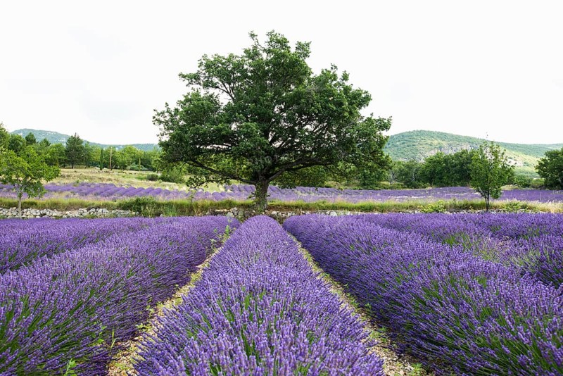 Lavender field