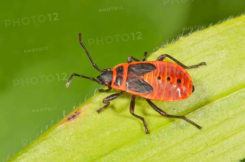 Firebug (Pyrrhocoris apterus) in the last larval stage
