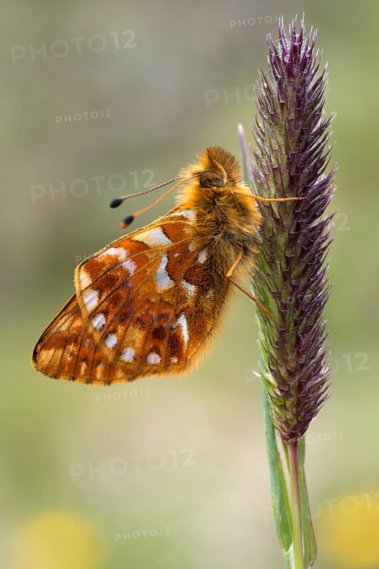 Shepherd's Fritillary (Boloria pales)