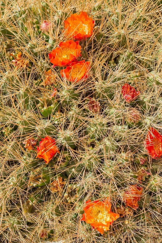 Maihueniopsis cactus (Maihueniopsis colorea)