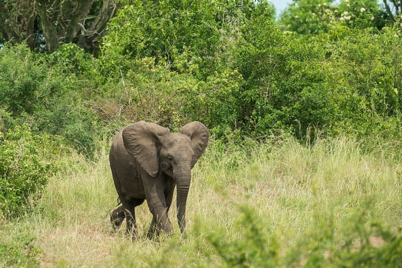African Elephant (Loxodonta africana)