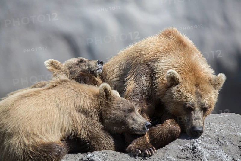 Brown bears (Ursus arctos)