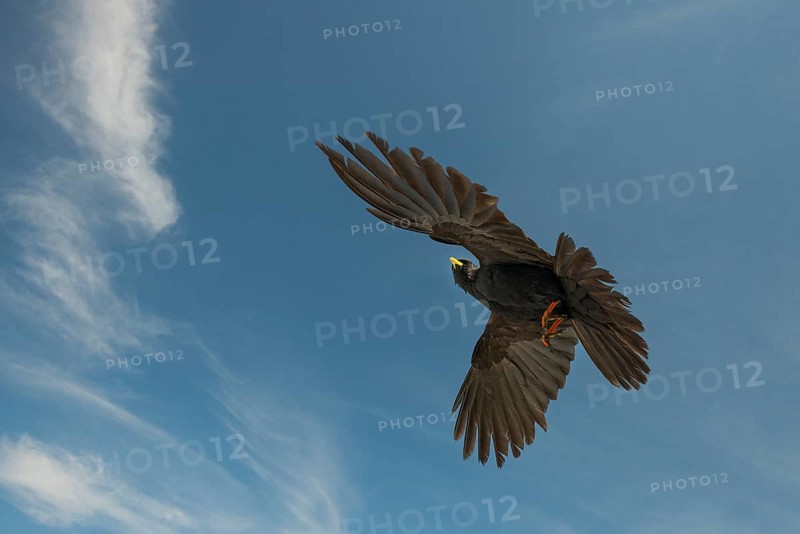 Alpine Chough (Pyrrhocorax graculus) in flight