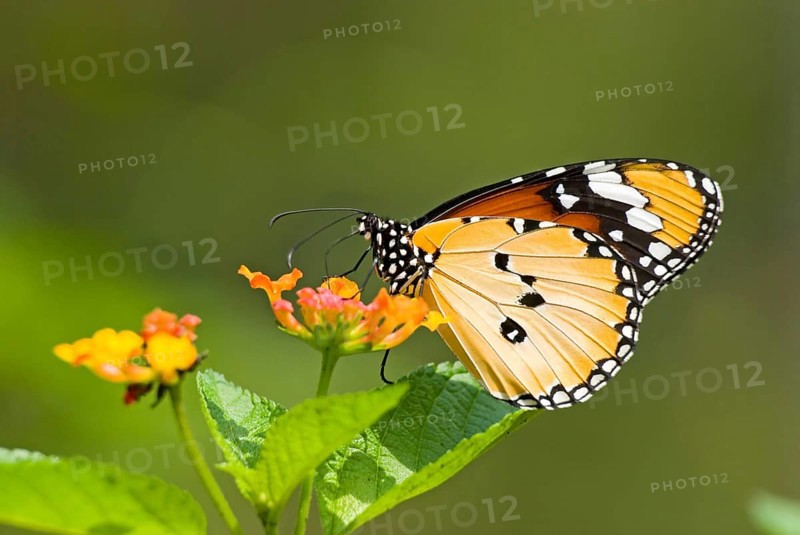 Plain Tiger or African Monarch butterfly (Anosia chrysippus) feeding on flower