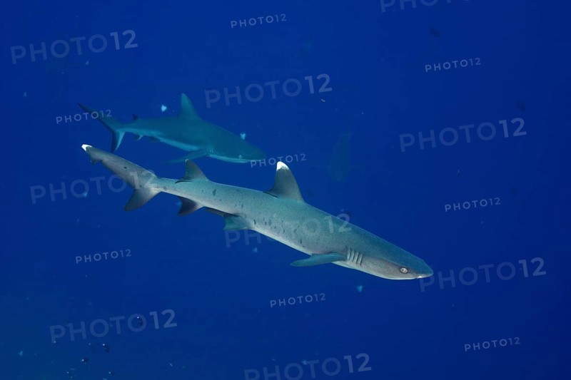 Whitetip reef shark (Triaenodon obesus)