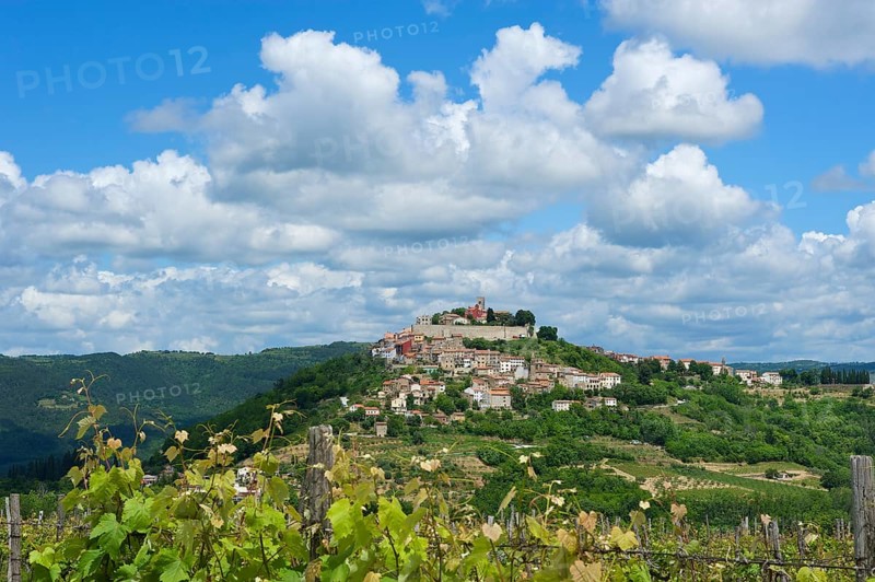 Vineyards