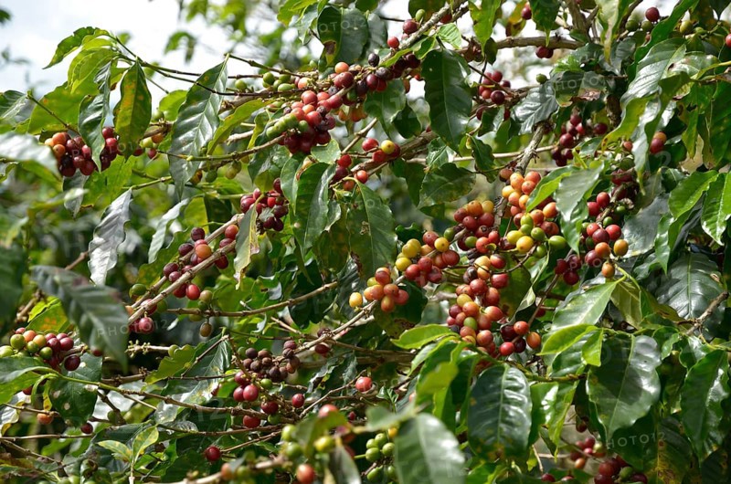 Coffee tree (Coffea)