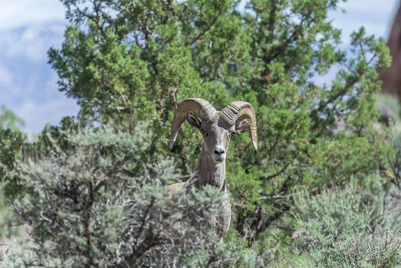 Desert Bighorn Sheep (Ovis canadensis nelsoni)