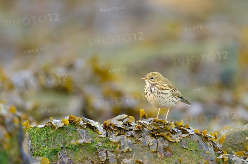 Meadow Pipit (Anthus pratensis) perched on a rock covered with seaweed