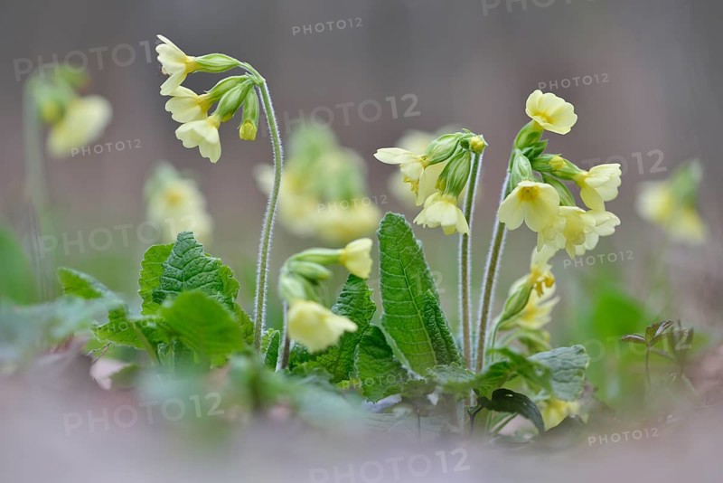 True Oxlip (Primula elatior)