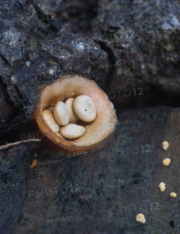 Common Bird's Nest (Crucibulum laeve) with cream-coloured sporangia