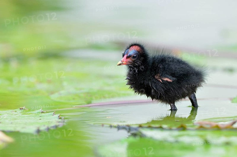 Common Moorhen (Gallinula chloropus)